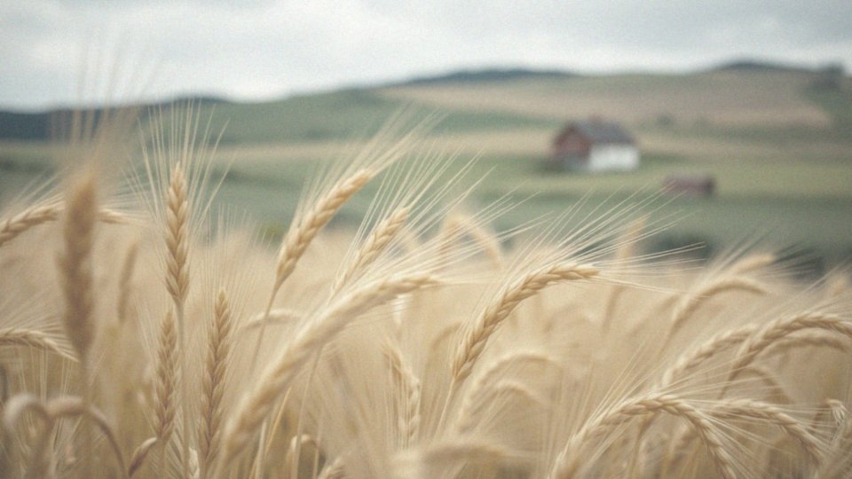 Siwe włosy zniknęły – dlaczego tak się dzieje i co na to wpływa?